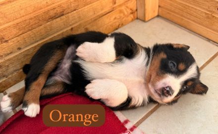Australian Shepherd Mix Welpen