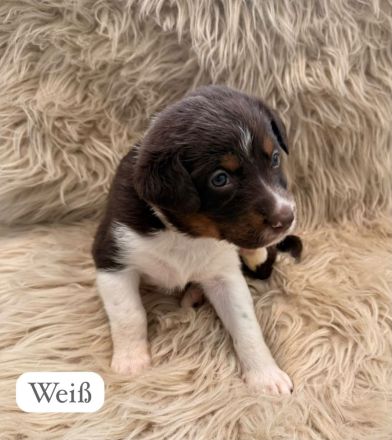 Australian Shepherd Mix Welpen
