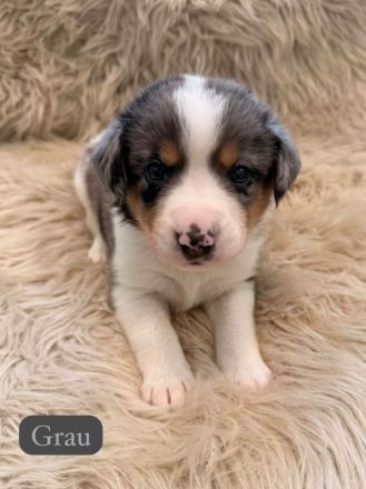 Australian Shepherd Mix Welpen