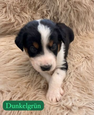 Australian Shepherd Mix Welpen