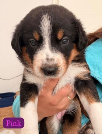 Australian Shepherd Mix Welpen