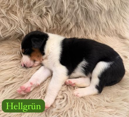 Australian Shepherd Mix Welpen