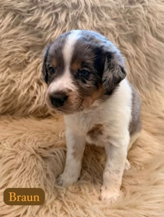 Australian Shepherd Mix Welpen