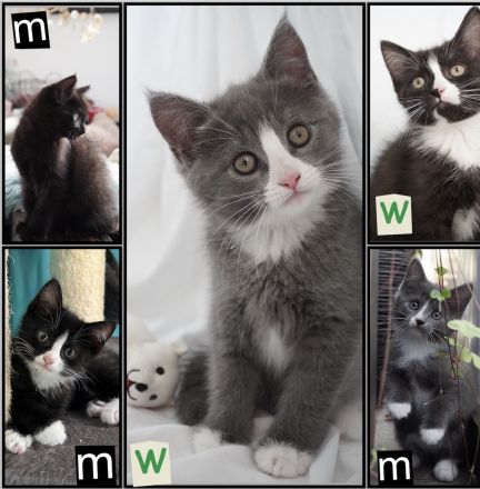 Bezaubernde Maine Coon Mix Kätzchen