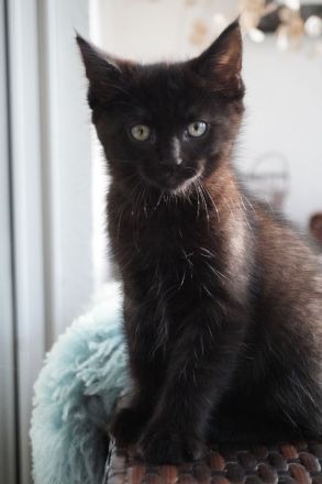 Bezaubernde Maine Coon Mix Kätzchen