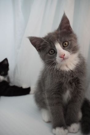 Bezaubernde Maine Coon Mix Kätzchen