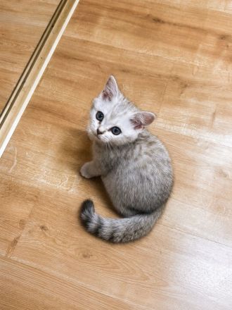 Bkh kitten
