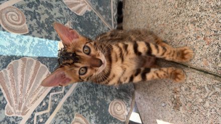 Süße Bengalkitten suchen ein liebevolles zu Hause