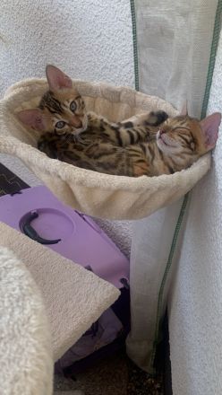 Süße Bengalkitten suchen ein liebevolles zu Hause