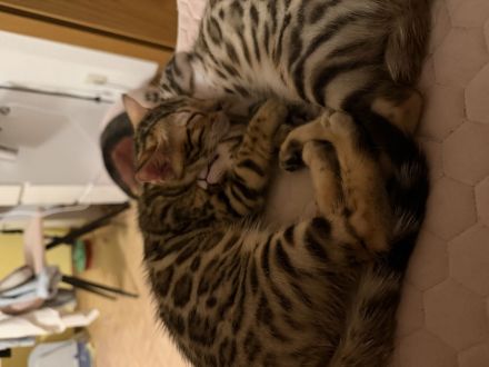 Süße Bengalkitten suchen ein liebevolles zu Hause