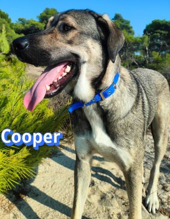 Cooper, 02/25 - sanfter Riese sucht ab September ein Zuhause