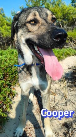 Cooper, 02/25 - sanfter Riese sucht ab September ein Zuhause