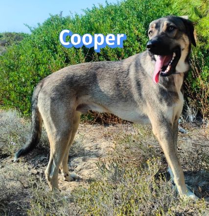 Cooper, 02/25 - sanfter Riese sucht ab September ein Zuhause