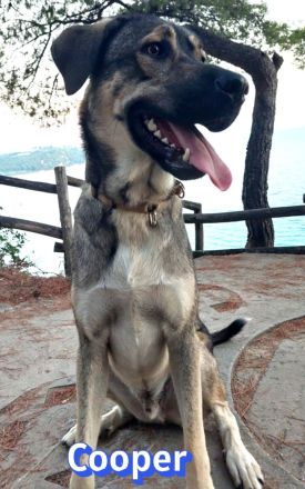 Cooper, 02/25 - sanfter Riese sucht ab September ein Zuhause