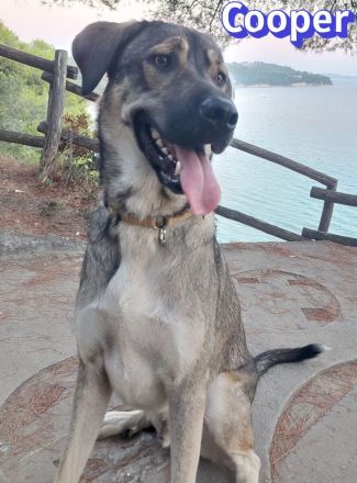 Cooper, 02/25 - sanfter Riese sucht ab September ein Zuhause