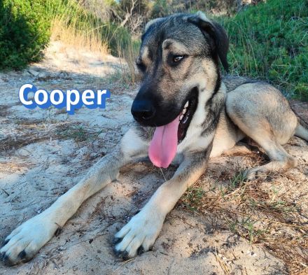 Cooper, 02/25 - sanfter Riese sucht ab September ein Zuhause