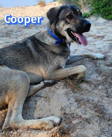 Cooper, 02/25 - sanfter Riese sucht ab September ein Zuhause