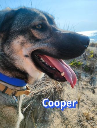 Cooper, 02/25 - sanfter Riese sucht ab September ein Zuhause