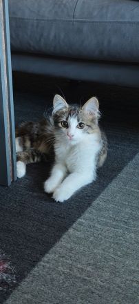 Maine-Coon-Mix-Kitten in liebevolle Hände zu vermitteln