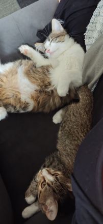 Maine-Coon-Mix-Kitten in liebevolle Hände zu vermitteln