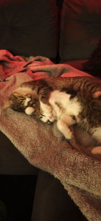 Maine-Coon-Mix-Kitten in liebevolle Hände zu vermitteln