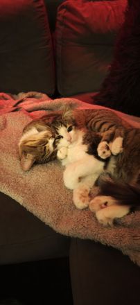 Maine-Coon-Mix-Kitten in liebevolle Hände zu vermitteln