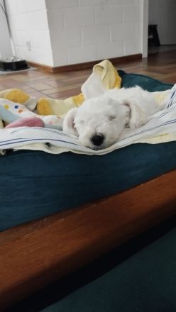 Maltipoo Weibchen geboren 28.04.2026