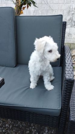 Maltipoo Weibchen geboren 28.04.2026