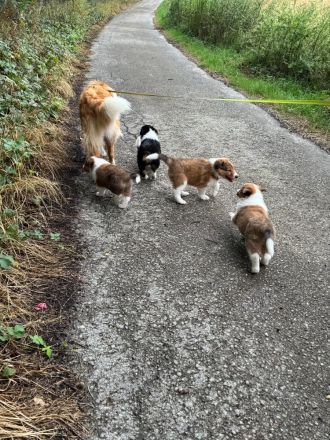 Wunderschöne amerikanische Collie Welpen