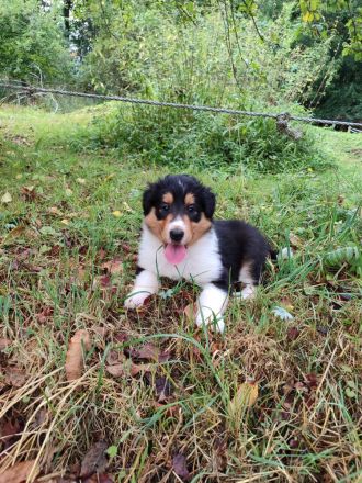 Wunderschöne amerikanische Collie Welpen