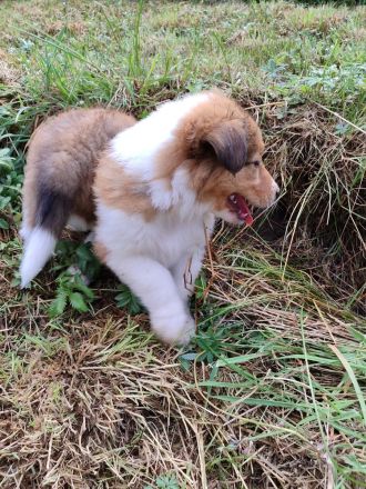 Wunderschöne amerikanische Collie Welpen