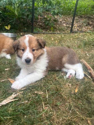 Wunderschöne amerikanische Collie Welpen