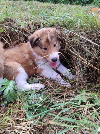 Wunderschöne amerikanische Collie Welpen