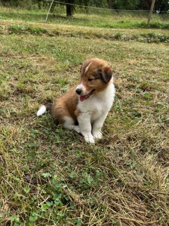 Wunderschöne amerikanische Collie Welpen
