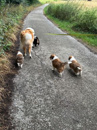 Wunderschöne amerikanische Collie Welpen