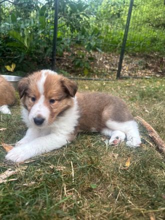Wunderschöne amerikanische Collie Welpen