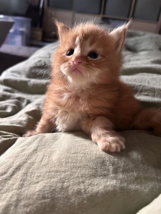 Maine Coon Kitten