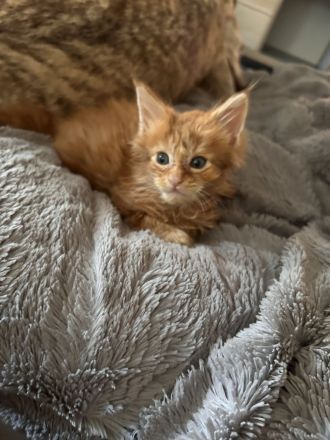 Maine Coon Kitten