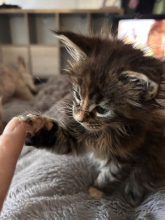 Maine Coon Kitten