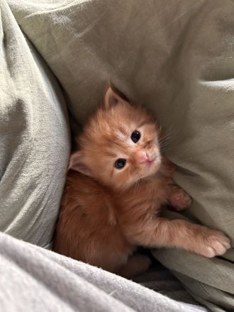 Maine Coon Kitten