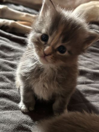Maine Coon Kitten