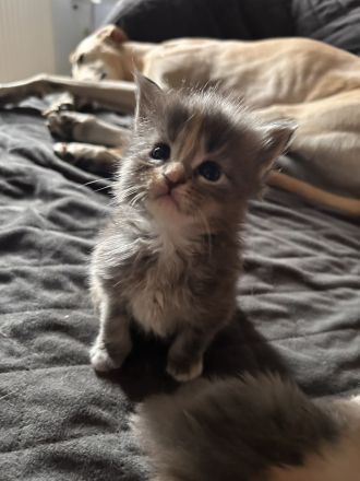 Maine Coon Kitten