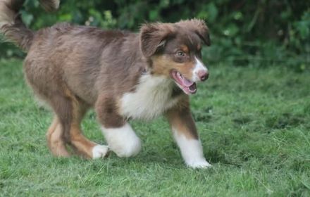 Australian Shepherd Rüde