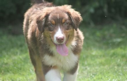 Australian Shepherd Rüde