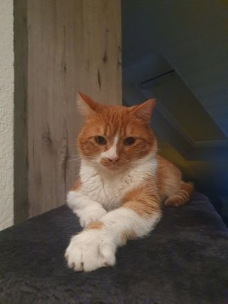 Nico sucht sein Für-immer-Zuhause als Einzelprinz
