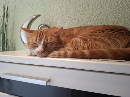 Nico sucht sein Für-immer-Zuhause als Einzelprinz