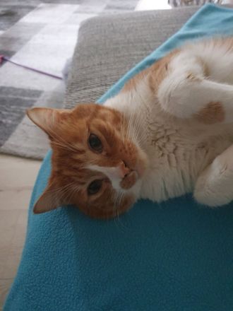 Nico sucht sein Für-immer-Zuhause als Einzelprinz
