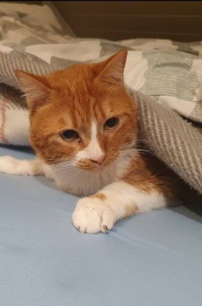 Nico sucht sein Für-immer-Zuhause als Einzelprinz