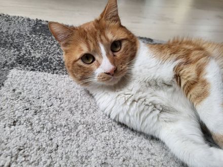 Nico sucht sein Für-immer-Zuhause als Einzelprinz