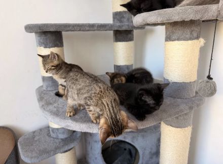 Bengel / bkh kitten suchen ein liebevolles zuhause